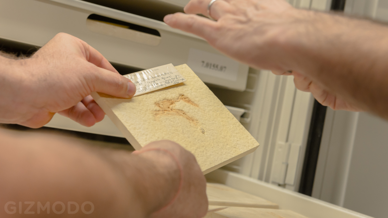 Illustration for article titled How The AMNH Is Using 3D Printing To Copy Dinosaur Bones